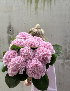 Bunch of pink hydrangeas