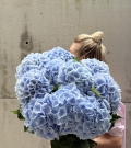 Bunch of sky blue hydrangeas