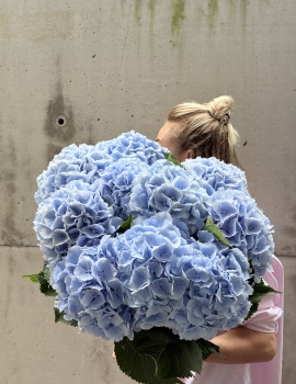 Bunch of sky blue hydrangeas