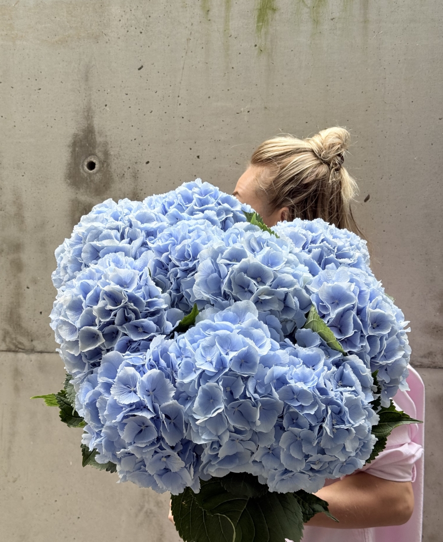 Bunch of sky blue hydrangeas