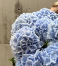 Bunch of sky blue hydrangeas
