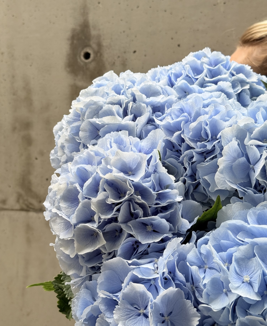 Bunch of sky blue hydrangeas