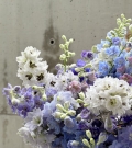 Bunch of delphinium