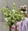 Bunch of campanula