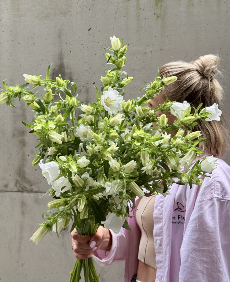 Bunch of campanula