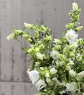 Bunch of campanula
