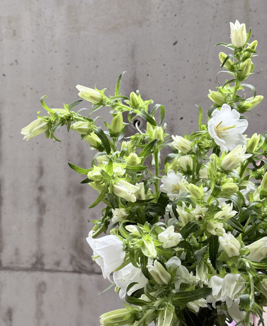 Bunch of campanula