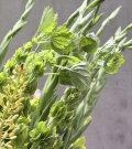 Summer bunch Lemongrass