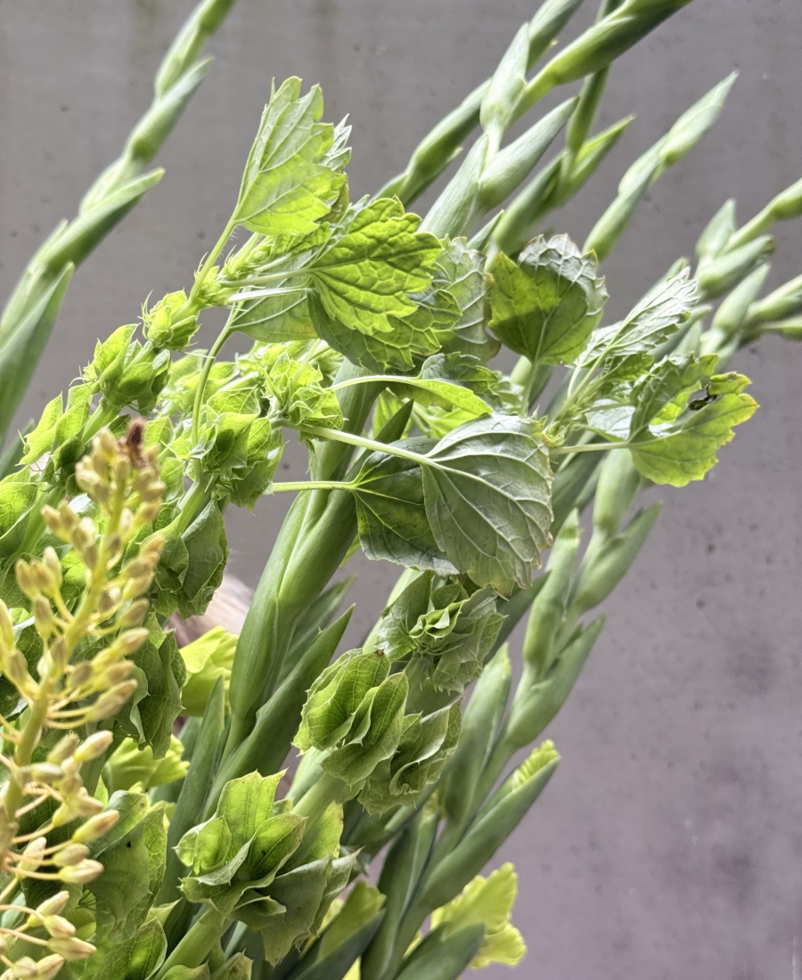 Summer bunch Lemongrass