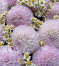 Bouquet - "Sweet Chamomile"