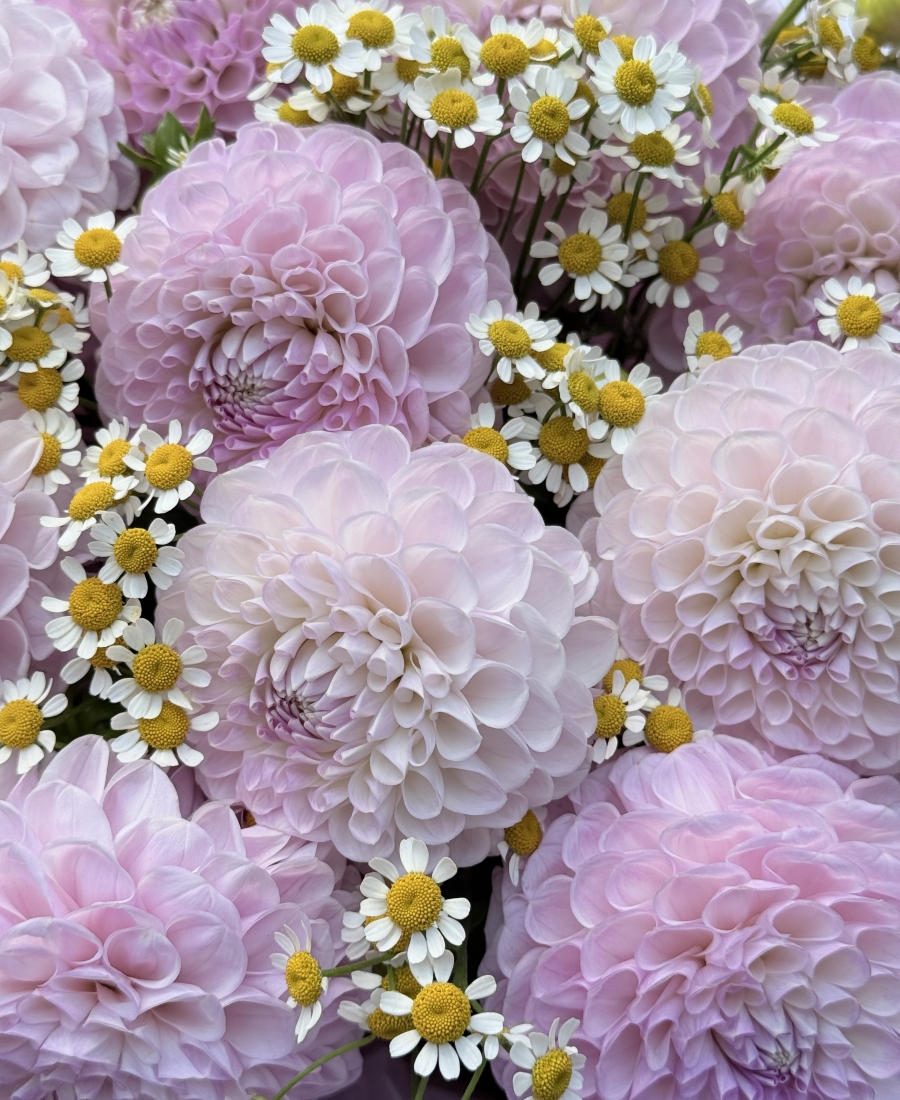 Bouquet - "Sweet Chamomile"