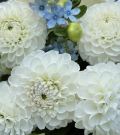 Bouquet - "Fresh Morning"