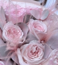Aromatic Pink O’hara