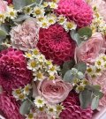 Dahlia Crush