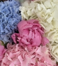 “Pastel Mood”