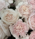 “Nude Roses”