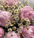 “Daisy Peony”