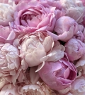 WOW peony duo bouquet