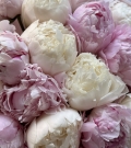 Pink and white peony duo