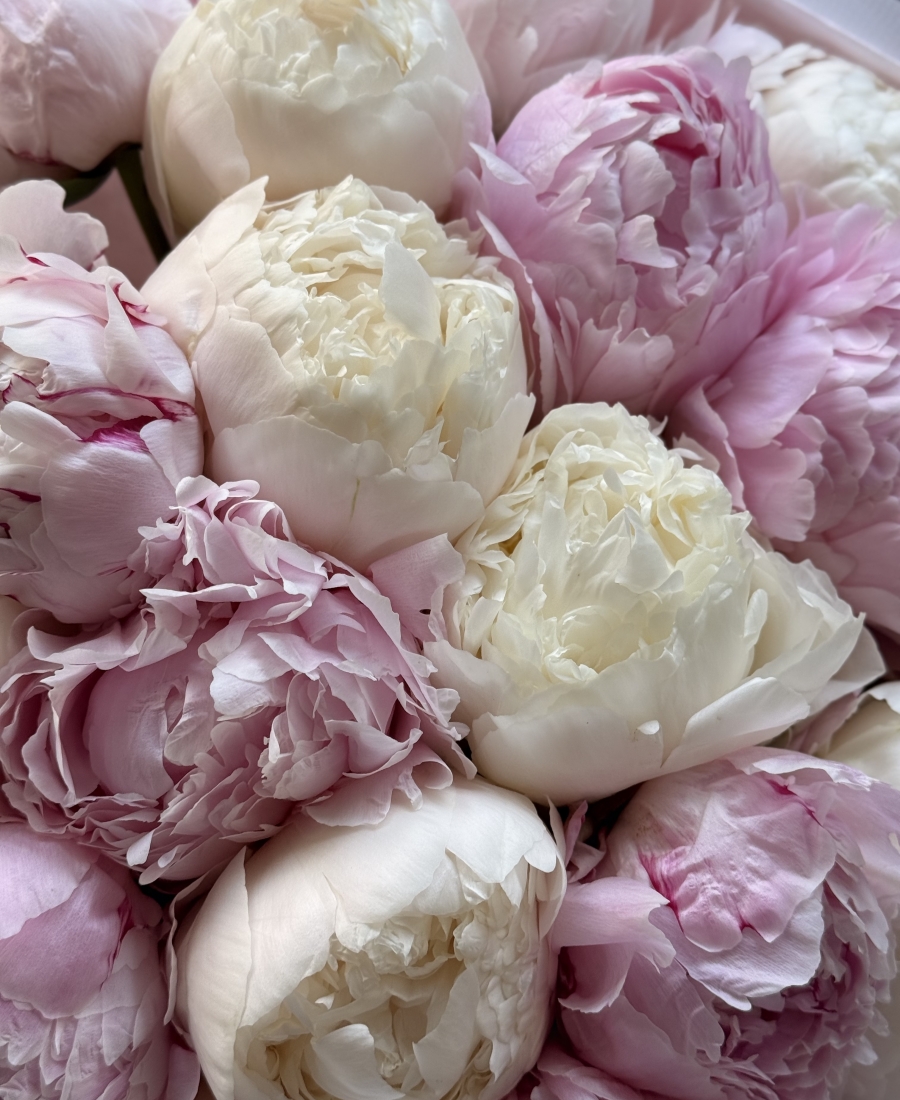 Pink and white peony duo