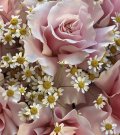 Pušķis “The Softest Pink”