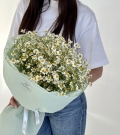 Bouquet of bush chamomile Matricaria