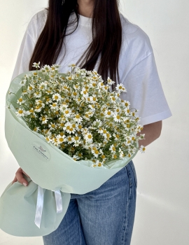 Bouquet of bush chamomile Matricaria